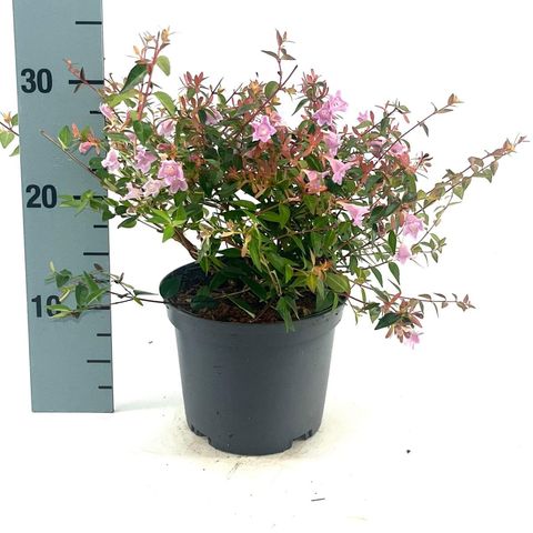 Abelia 'Edward Goucher'