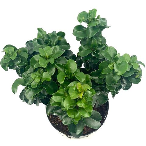 Ligustrum japonicum 'Rotundifolium'