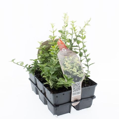 Euonymus fortunei 'Harlequin'