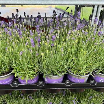 Lavandula angustifolia 'Essence Purple'