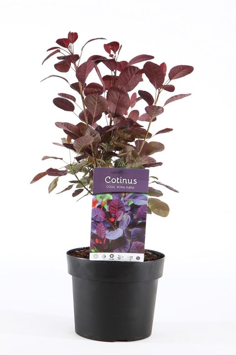 Cotinus coggygria 'Royal Purple'