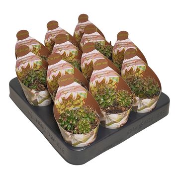 Gymnocalycium anisitsii