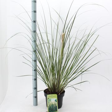 Cortaderia selloana 'Pumila'