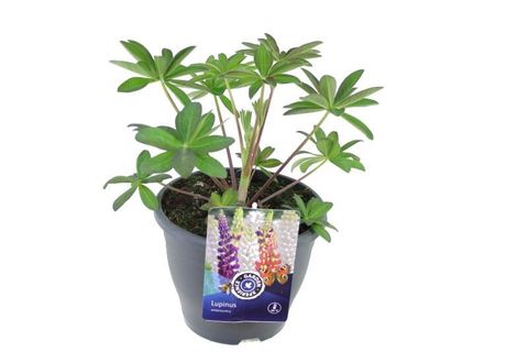 Lupinus WEST COUNTRY POLAR PRINCESS