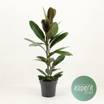 Ficus americana 'Tresor'