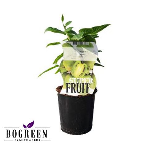 Actinidia arguta 'Issai'