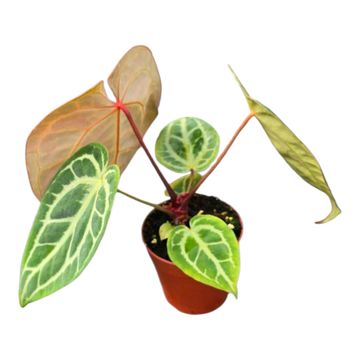 Anthurium Silver Blush Mint x Michelle