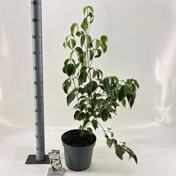 Cornus kousa 'China Girl'