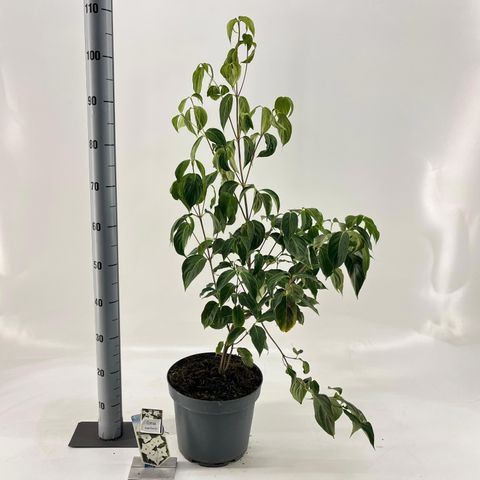 Cornus kousa 'China Girl'