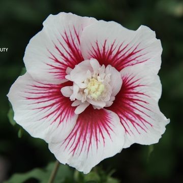 Hibiscus syriacus STARBURST CHIFFON