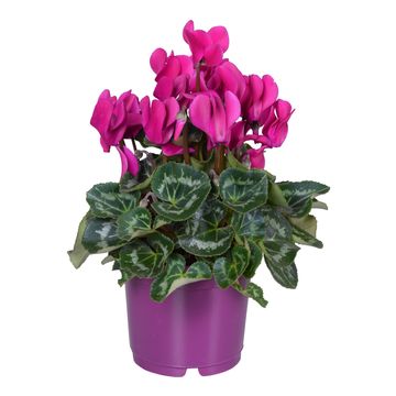 Cyclamen persicum SUPER SERIE S ALLURE MIX