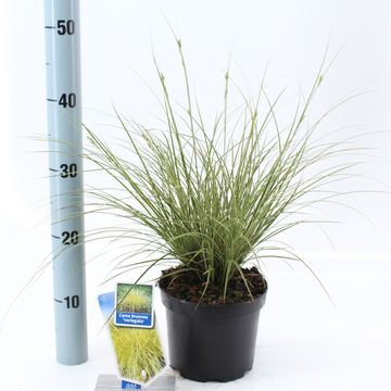 Carex brunnea 'Вариегата'