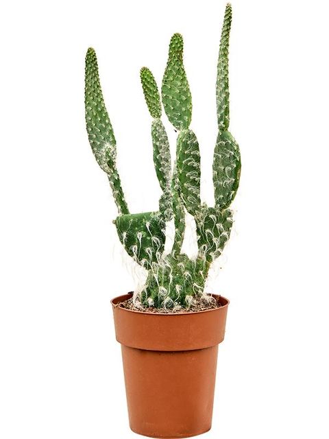 Opuntia erinacea 'Ursine'