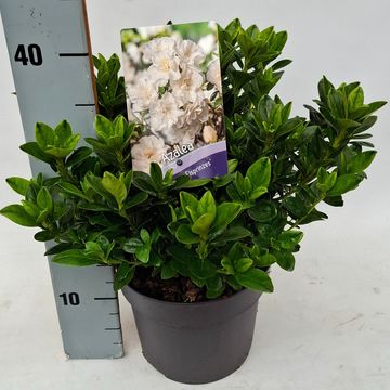 Rhododendron EISPRINZESSIN (AJ)