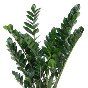 Zamioculcas zamiifolia