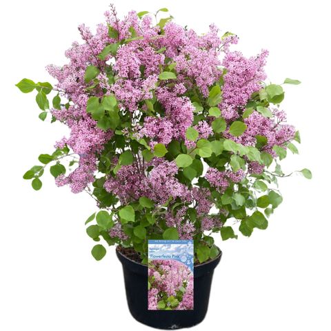 Syringa meyeri FLOWERFESTA PINK