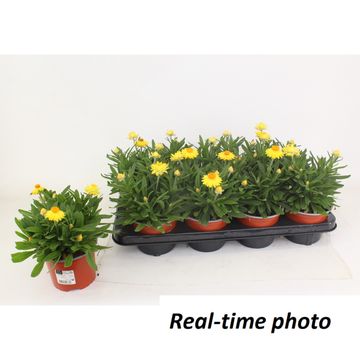 Xerochrysum bracteatum 'Granvia Gold'