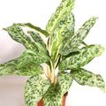 Aglaonema 'Peacock'