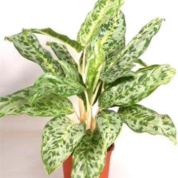 Aglaonema 'Peacock'