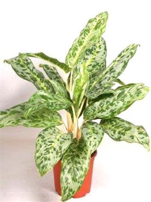 Aglaonema 'Peacock'