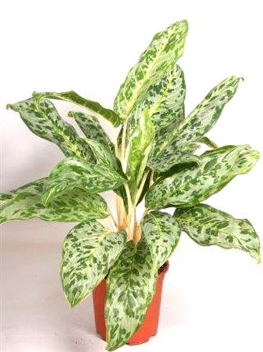dieffenbachia light Dieffenbachia Reflector main image 1