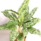 Aglaonema 'Peacock'