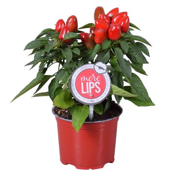 Capsicum annuum 'Samba Red'