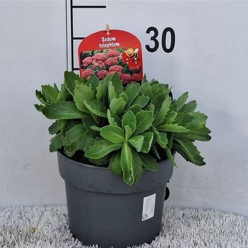Sedum 'Herbstfreude'