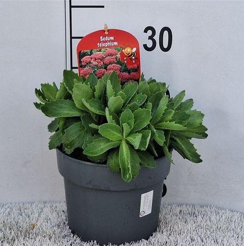 Sedum 'Herbstfreude'