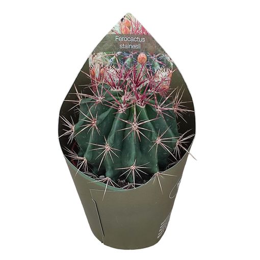 Ferocactus stainesii