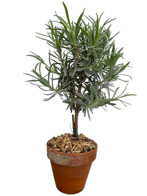 Lavandula angustifolia