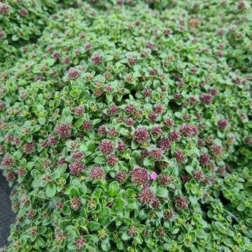 Thymus praecox 'Purple Beauty'