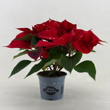 Euphorbia pulcherrima FANTASY STAR RED