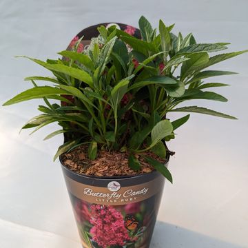 Buddleja davidii BUTTERFLY CANDY LITTLE RUBY