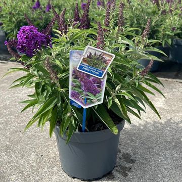 Buddleja davidii BUTTERFLY CANDY LITTLE PURPLE