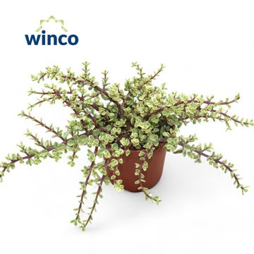 Portulacaria afra 'Variegata'