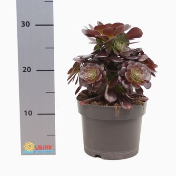 Aeonium 'Blushing Beauty'