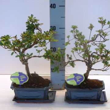 Rhododendron indicum