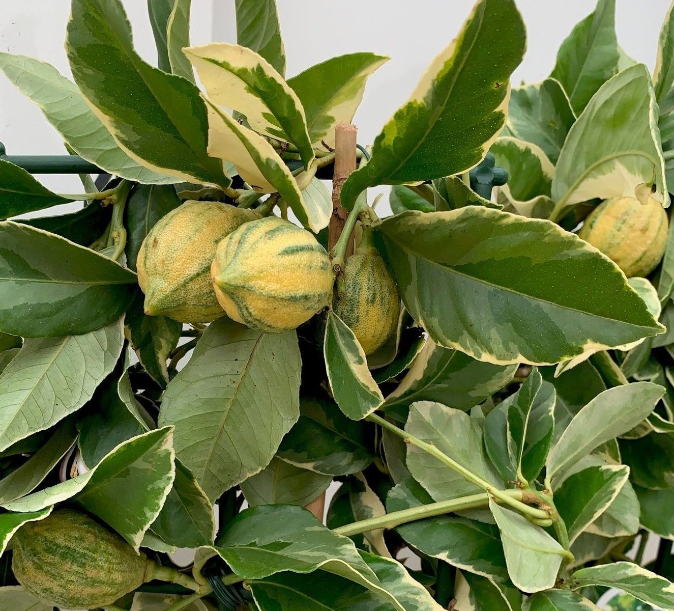 Citrus limon 'Variegata'