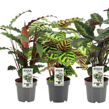 Calathea MIX
