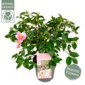 Camellia sasanqua 'Strawberry Swirl'