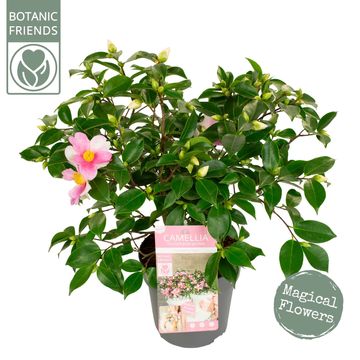 Camellia sasanqua 'Strawberry Swirl'