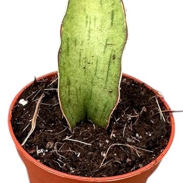 Sansevieria 'As Silk'
