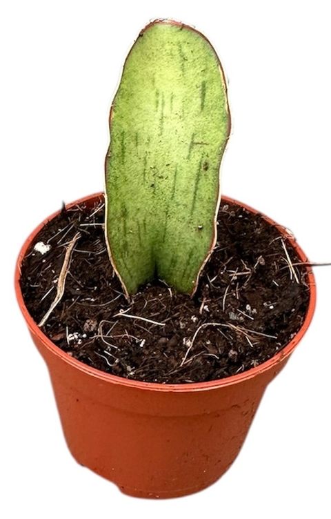 Sansevieria 'As Silk'