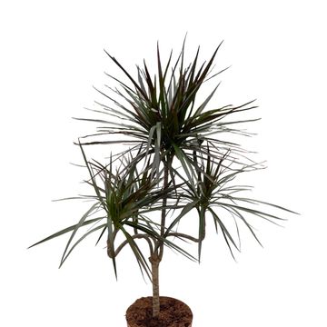 Dracaena marginata 'Magenta'