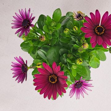 Octospermum SEÑORITA TANJA