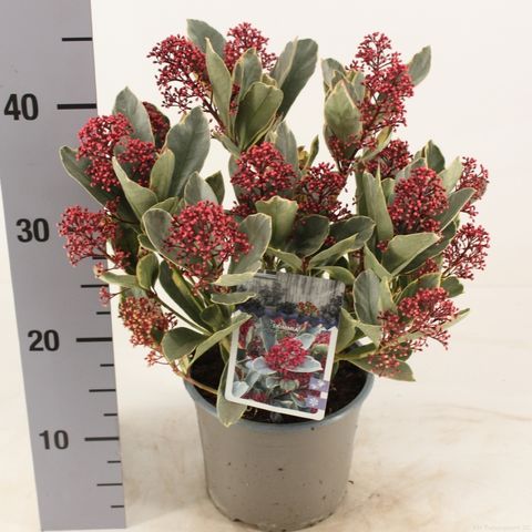 Skimmia japonica 'Perosa'