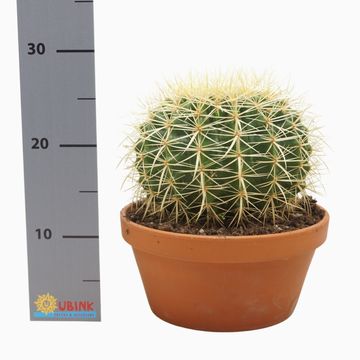 Echinocactus grusonii