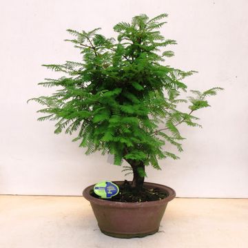 Metasequoia glyptostroboides