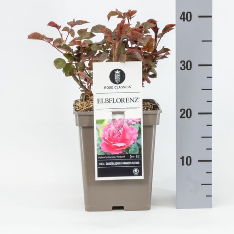 Rosa 'Elbflorenz'